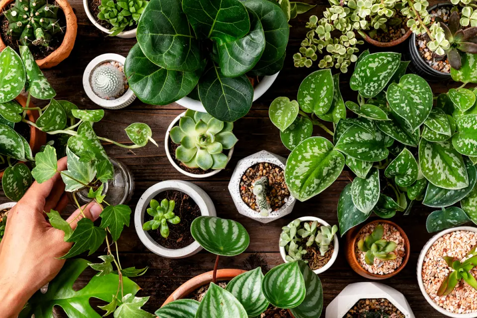 Ideas para decorar con plantas en casa