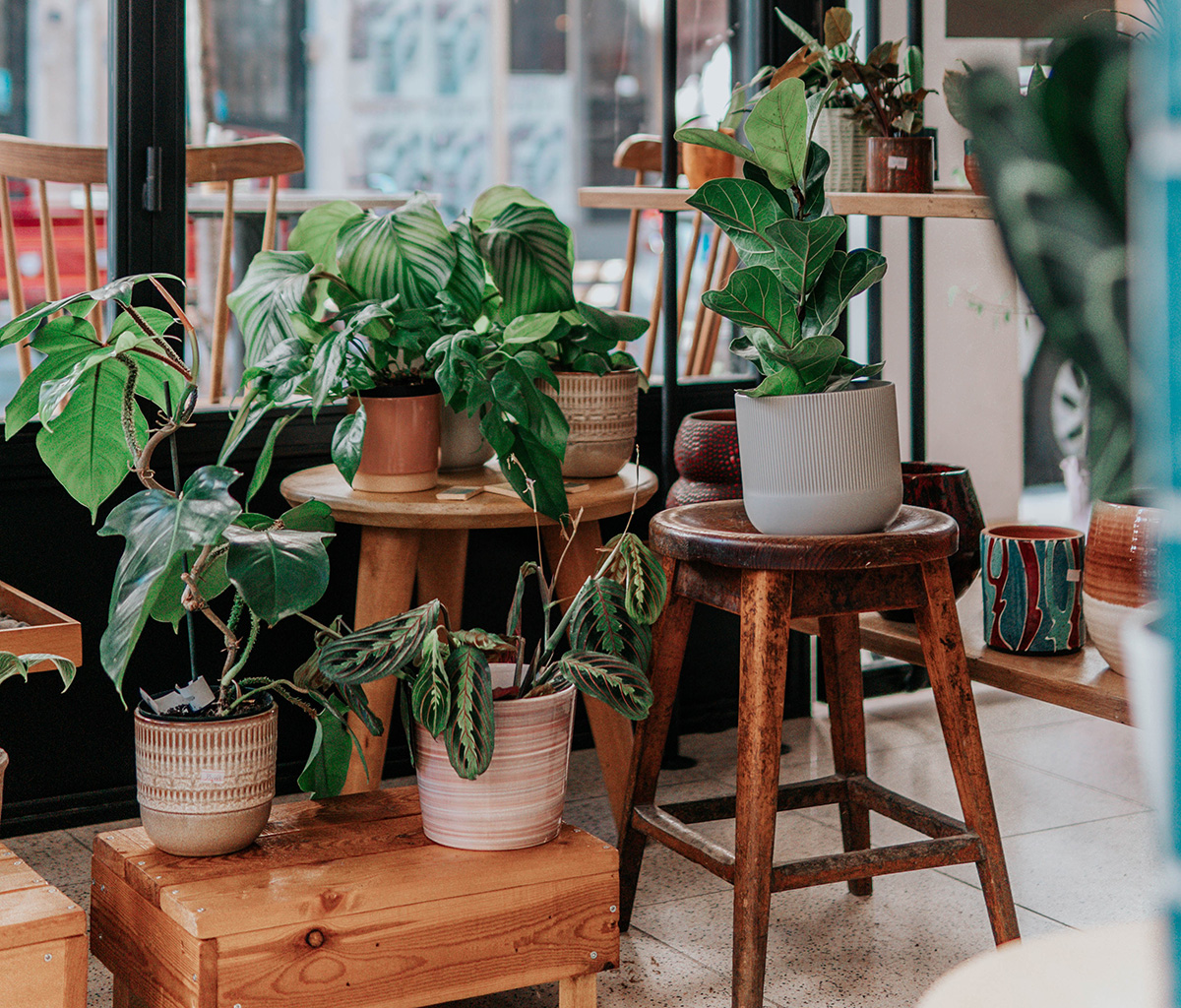 Foto noticia: La Dehesa | ¿Qué hacer con tus plantas en vacaciones?